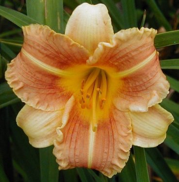 Photo of SWEET SENECA SUNSHINE