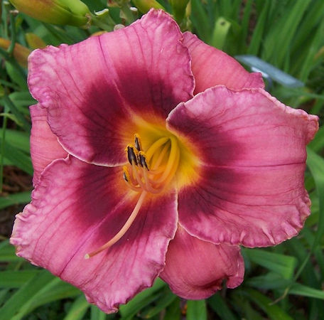 Photo of BARBARA JANE