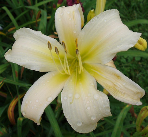 Photo of BELLE OF AMHERST