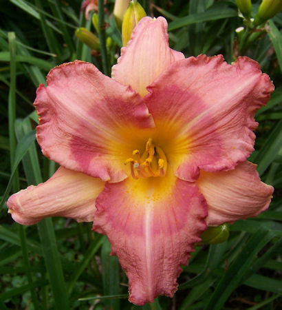 Cindy Shear Memorial