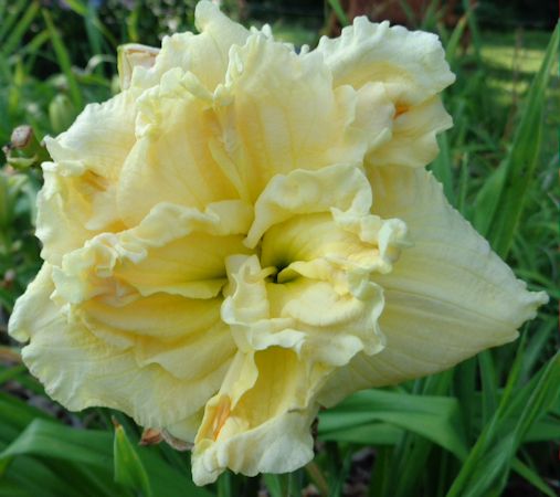 Double Crystal Cream