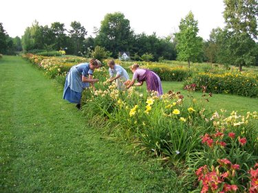 Grace Gardens looking east