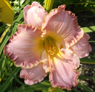 Susie Thayer Memorial