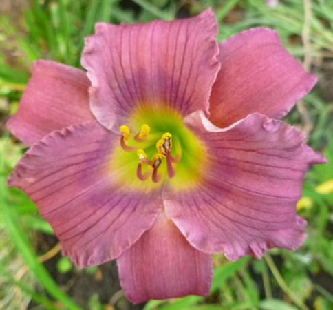 Sweet Seneca Lavender Kiss