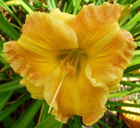 Sweet Seneca Marmalade